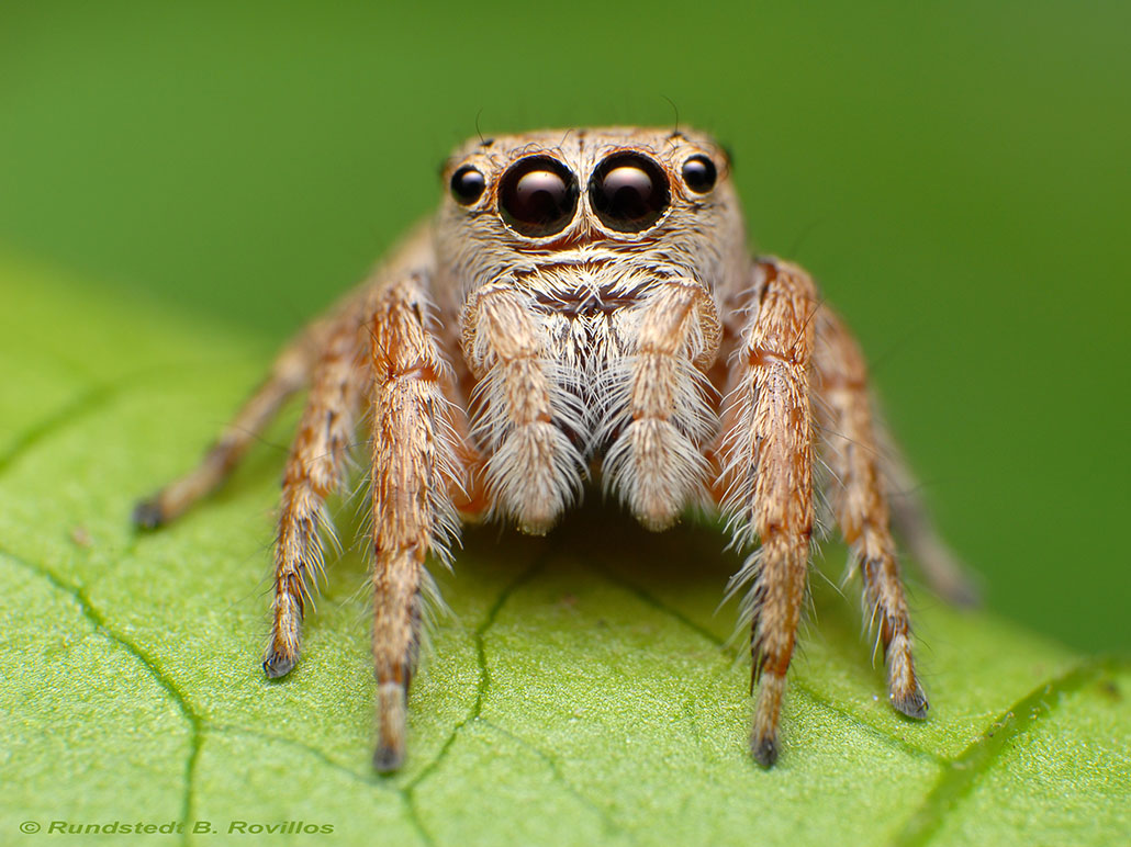 a tan and brown jumping spider on a leaf looking at the viewer