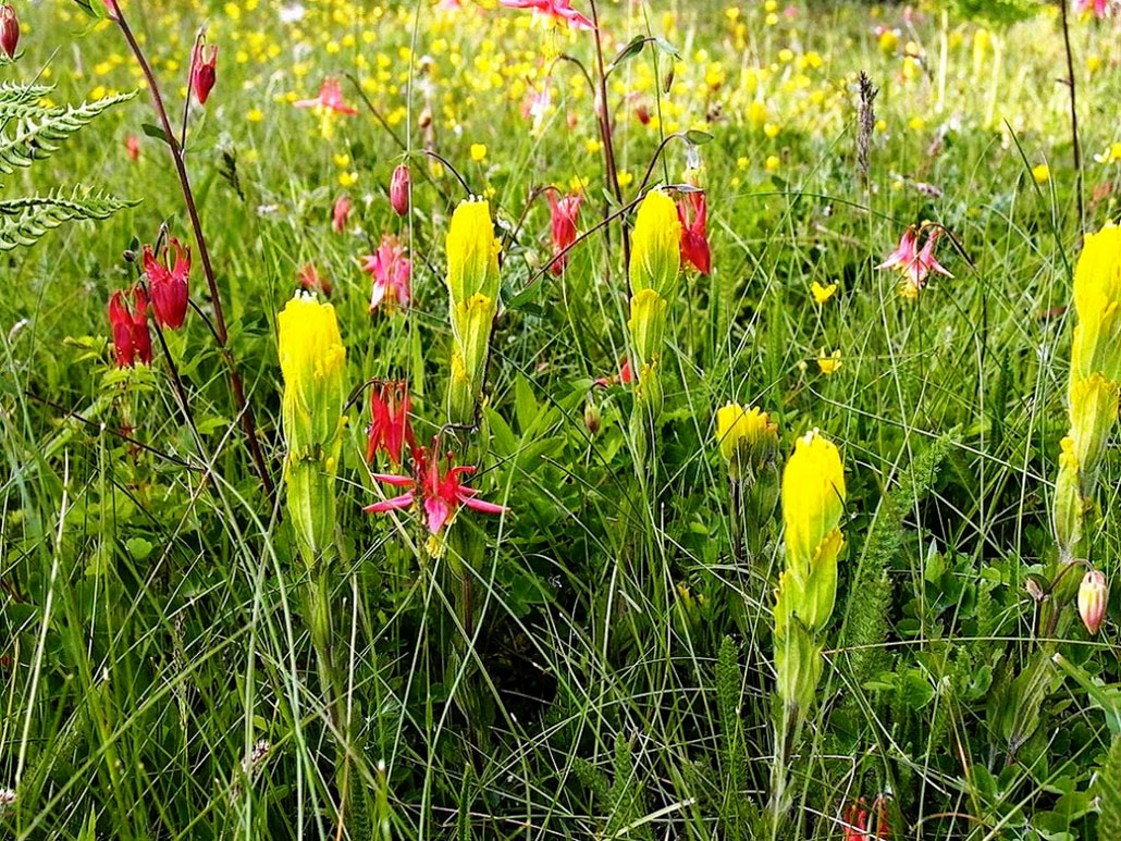 a cluster of brush shaped yellow flowers in a meadow