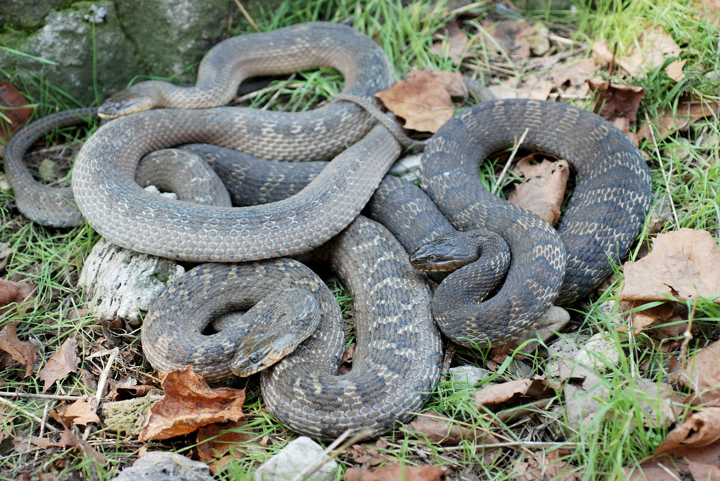 3 grey Lake Erie water snakes
