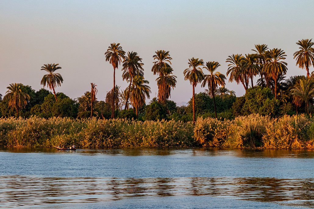 a photo of the Nile river and a marshy shore dotted by palm trees